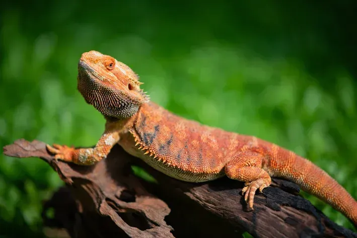 Imagem do Dragão Barbudo